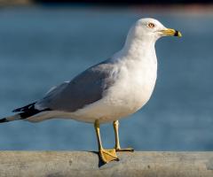 Ring-Billed Gull 