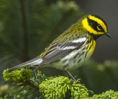 Townsend's Warbler