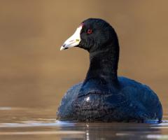American Coot