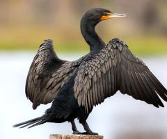 Double-crested Cormorant