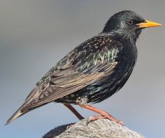 European Starling