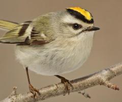 Golden-crowned Kinglet
