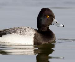 Lessor Scaup