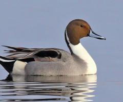 Northern Pintail