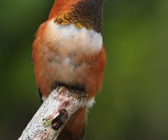 Rufous Hummingbird 