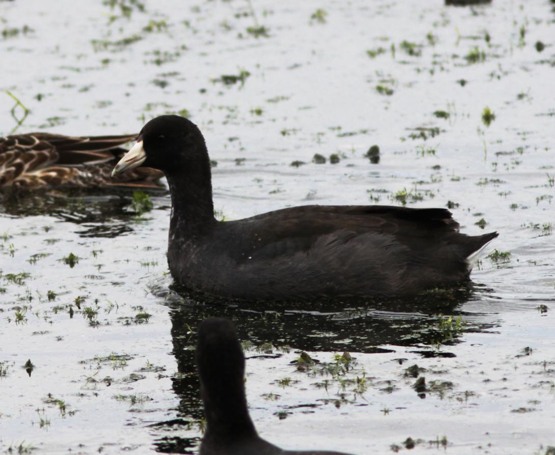 American Coot