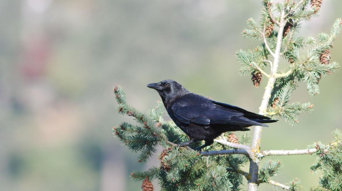 American Crow