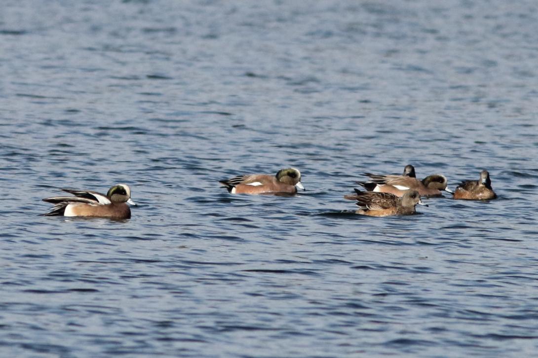 American Widgeons