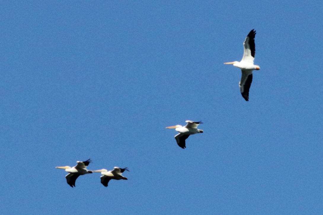 American White Pelicans