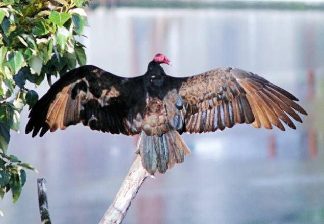 Adult Turkey Vulture
