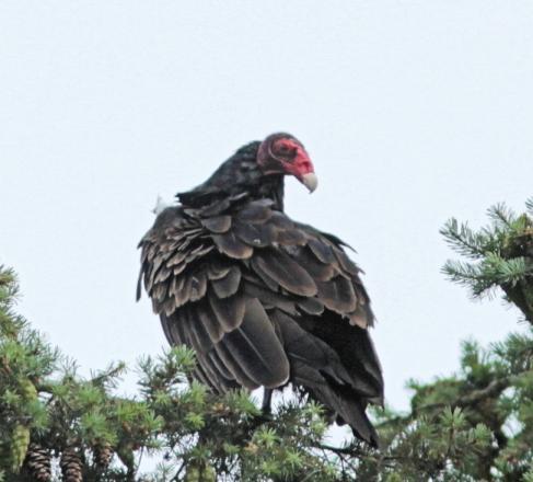 Adult Turkey Vulture