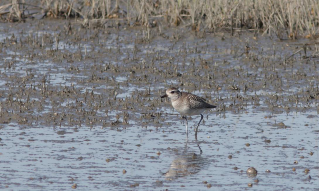Black-bellied Plover, non-breeding plumage