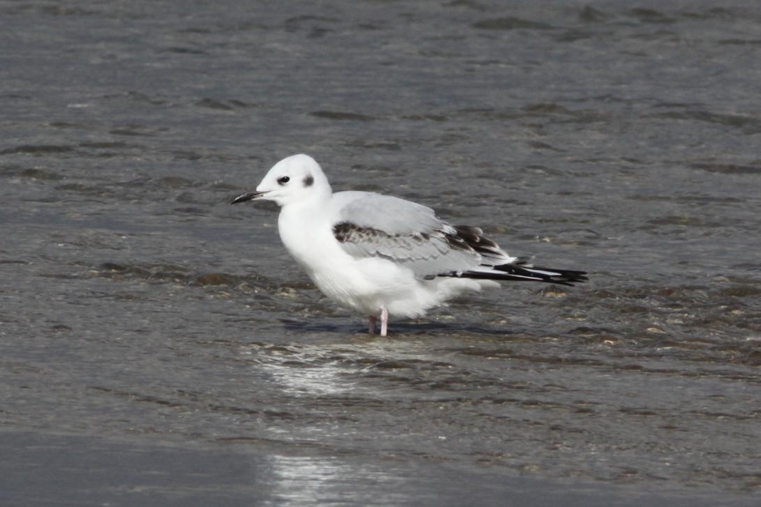 Bonaparte's Gull