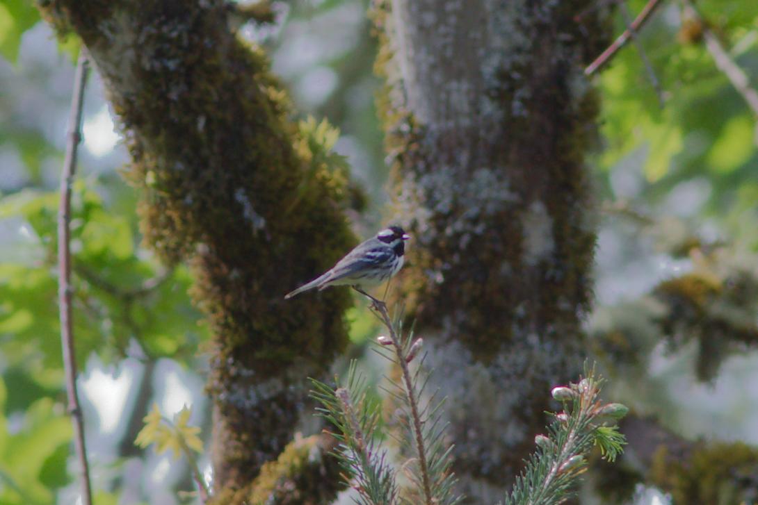 Black-throated Gray Warbler