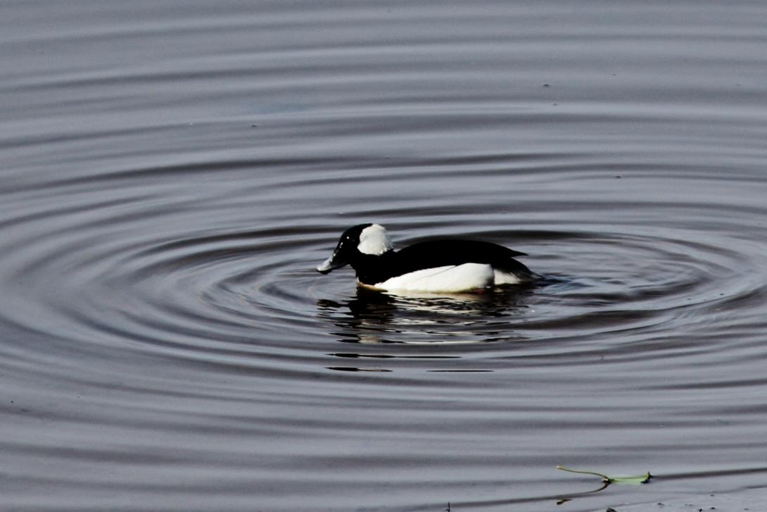 Bufflehead