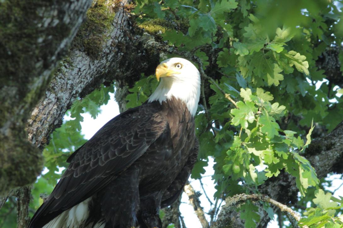 Adult Bald Eagle