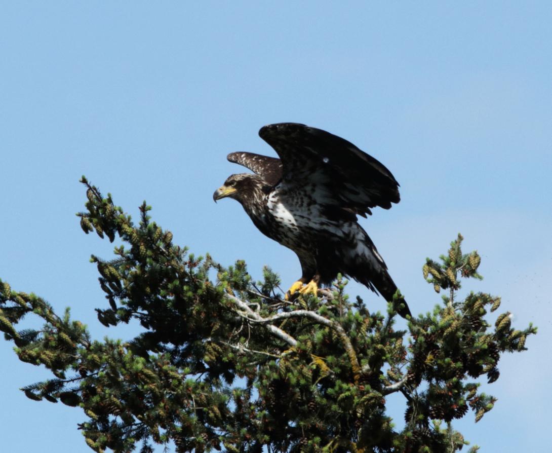 Immature Bald Eagle
