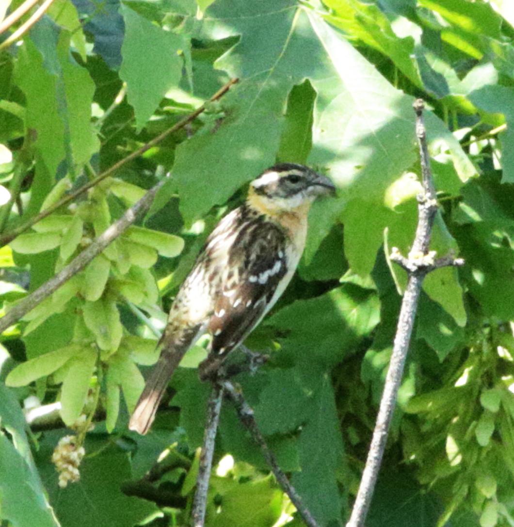 Female Black-headed Grosbeak