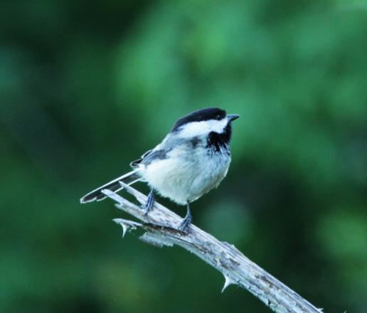 Black-capped Chickadee