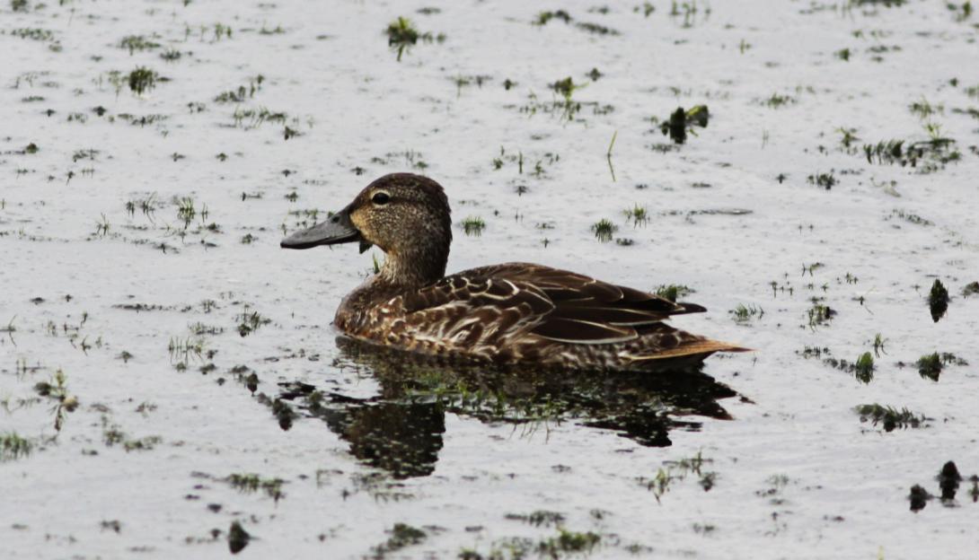 Female Blue-winged Teal