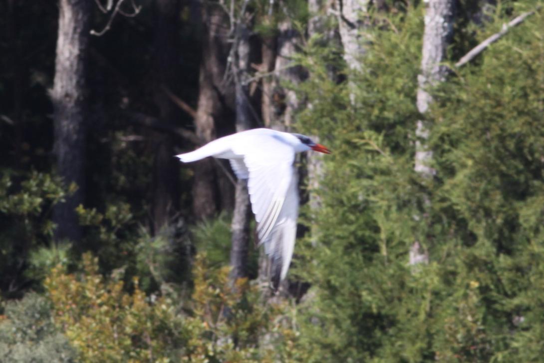 Caspian Tern