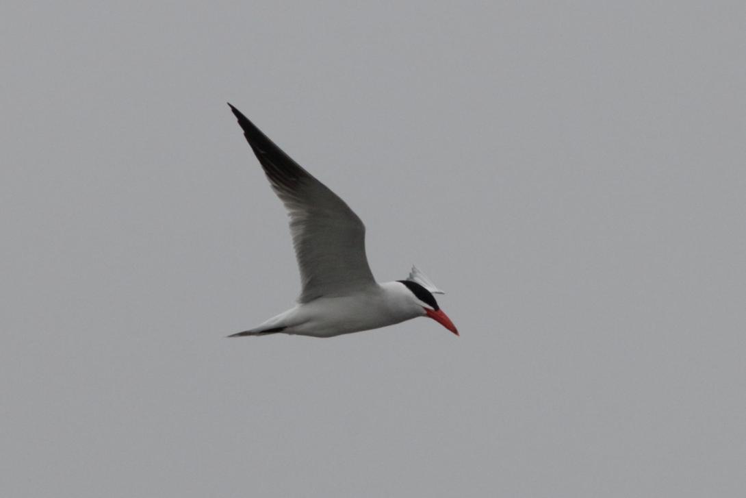 Caspian Tern