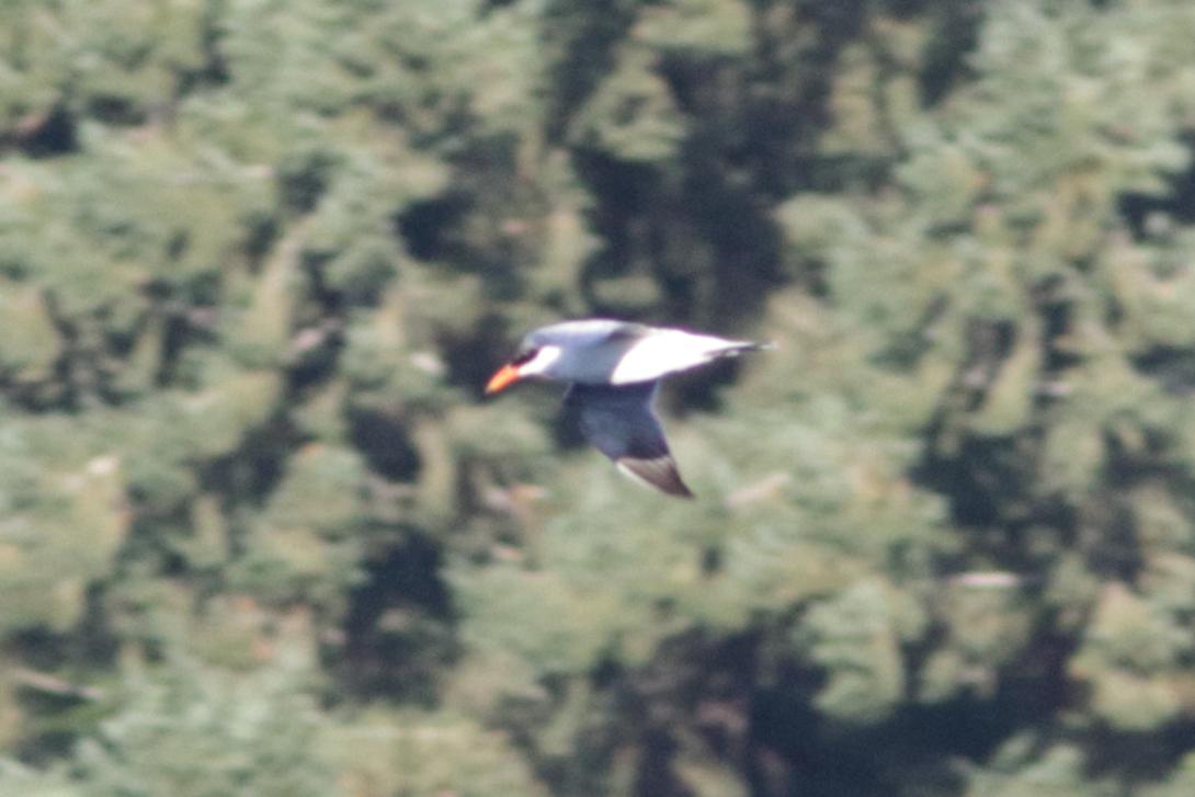 Caspian Tern