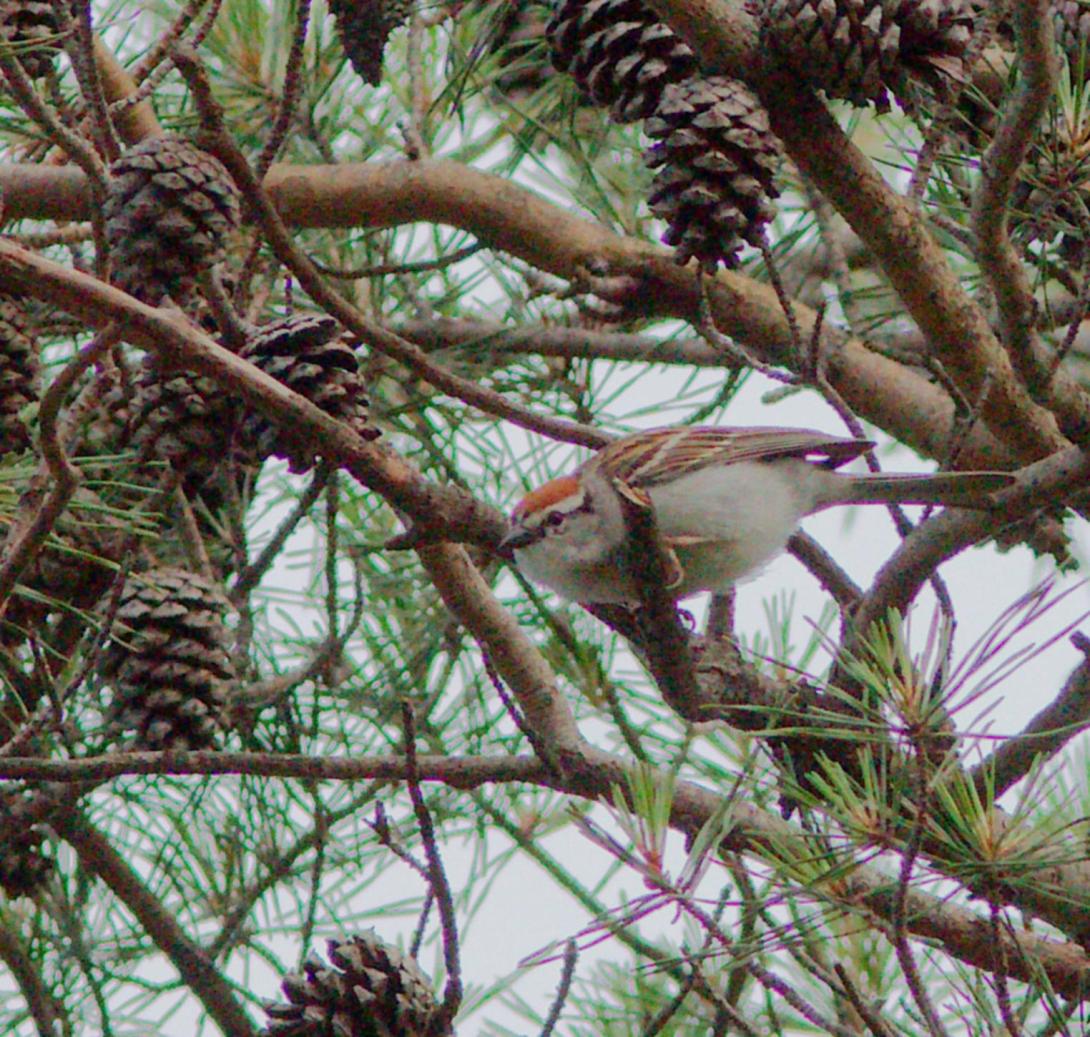 Chipping Sparrow
