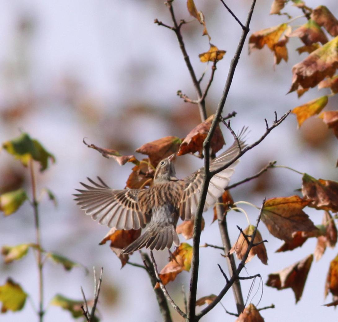 Chipping Sparrow