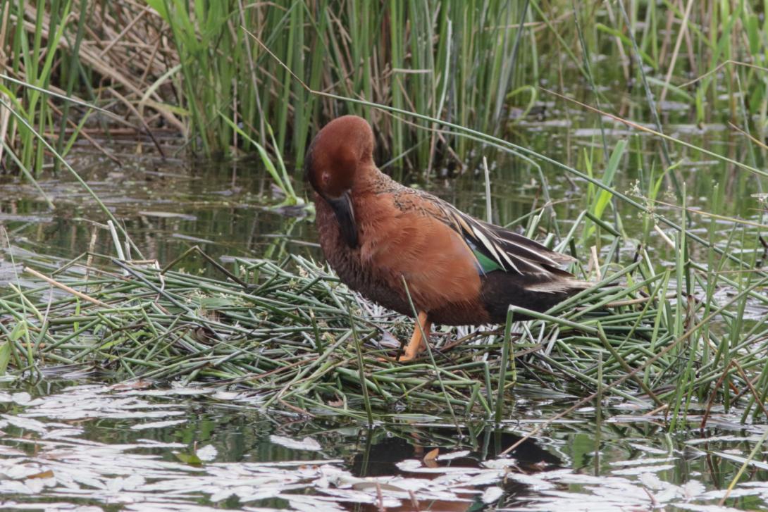 Cinnamon Teal