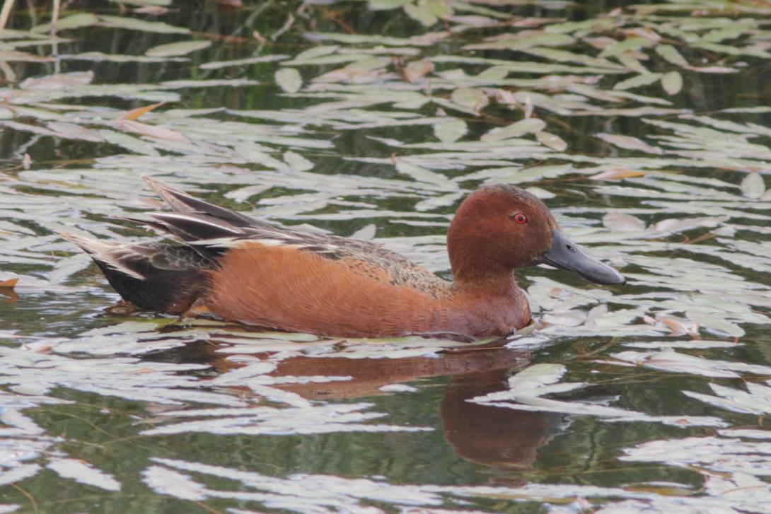 Cinnamon Teal