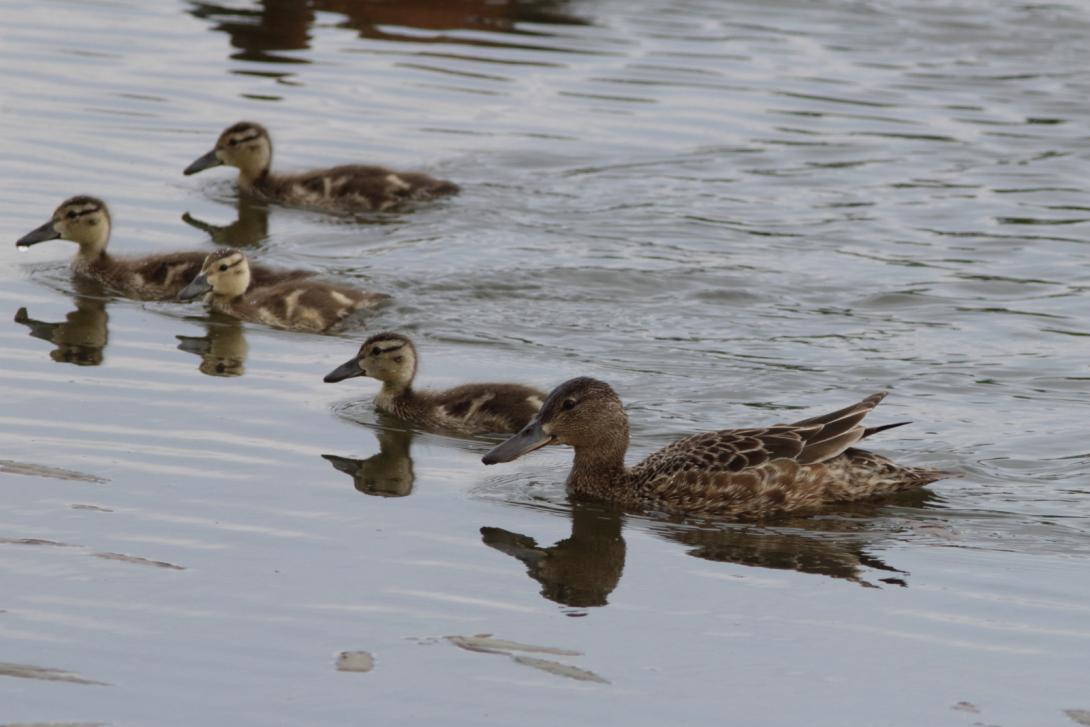 Female Cinnamon Teal with Ducklings