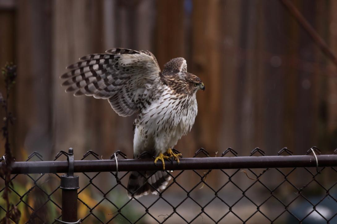 Immature Cooper's Hawk