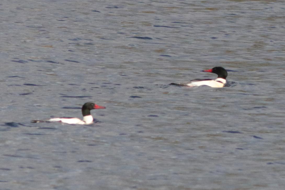 Common Merganser