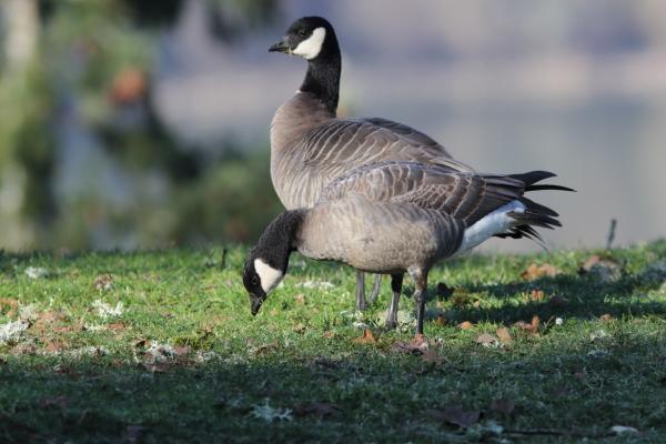 Cackling Geese