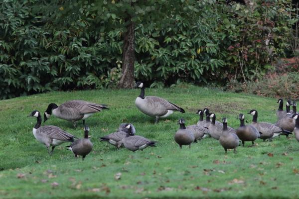 Cackling and Canada Geese