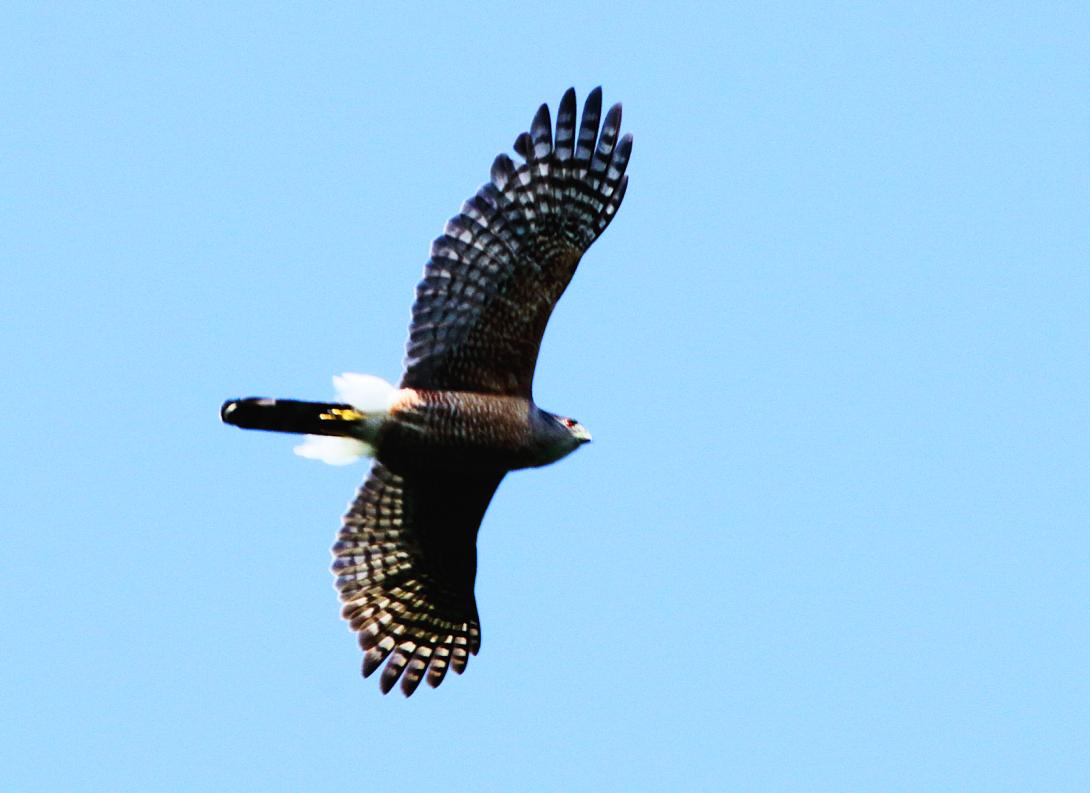 Cooper's Hawk
