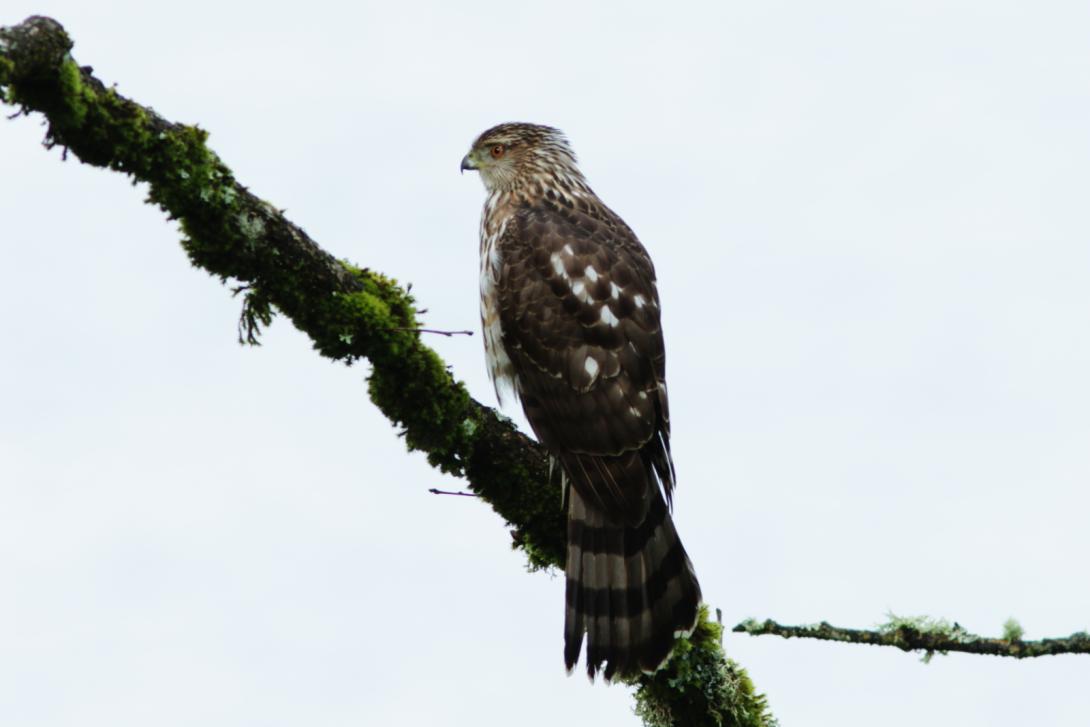 Immature Cooper's Hawk