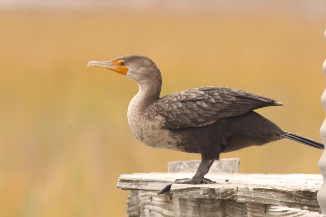 Double-crested Cormorant