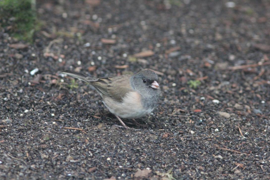 Dark-eyed Junco