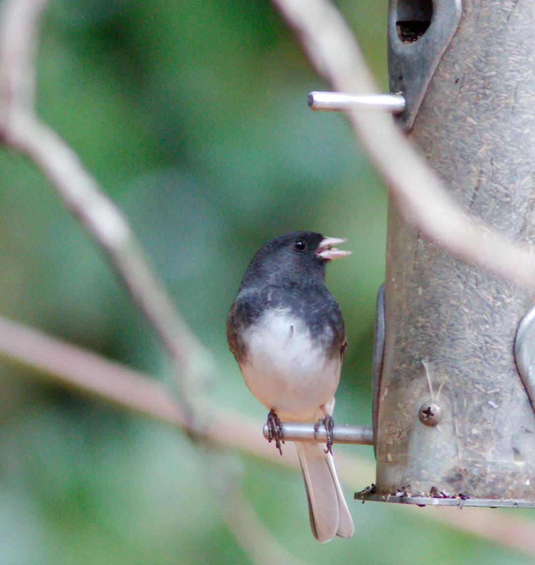 Dark-eyed Junco, Slate-colored