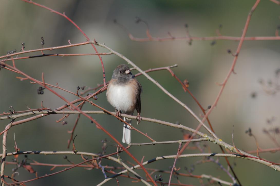 Dark-eyed Junco