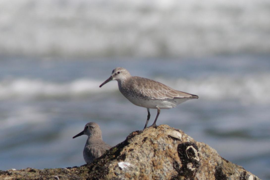 Dunlin