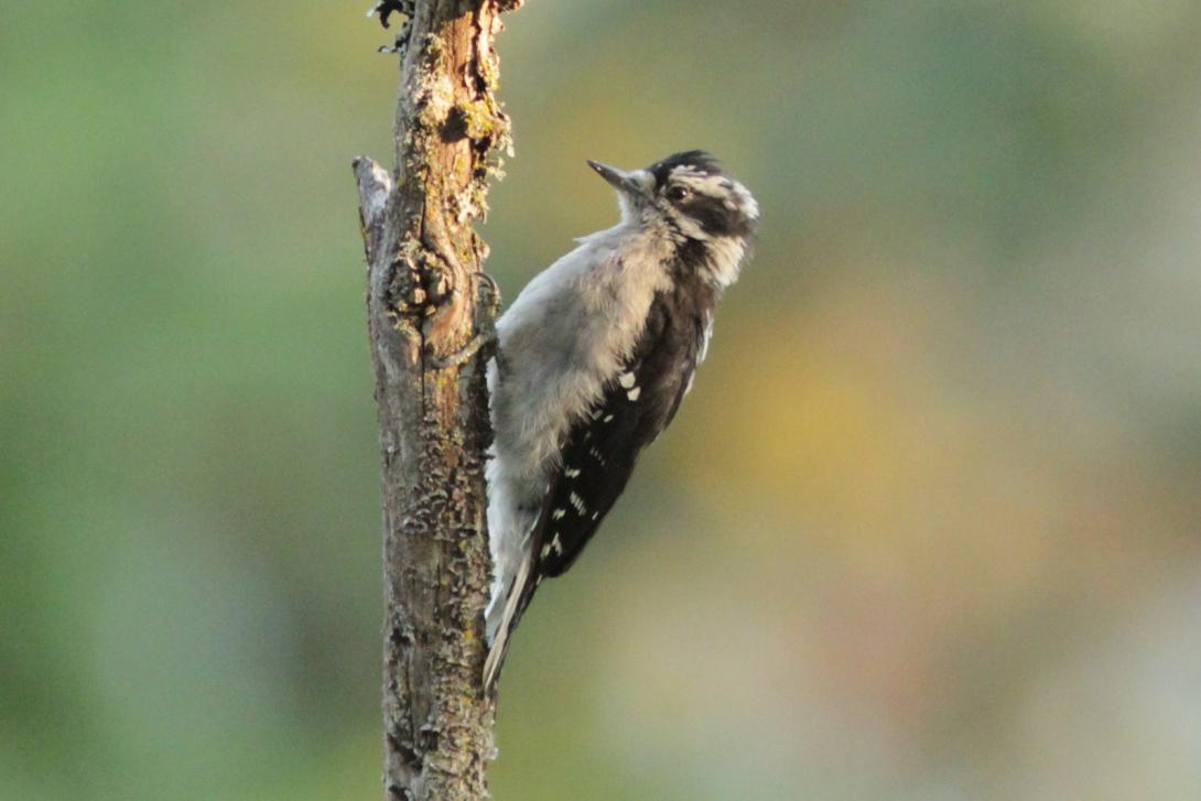 Female Downy Woodpecker