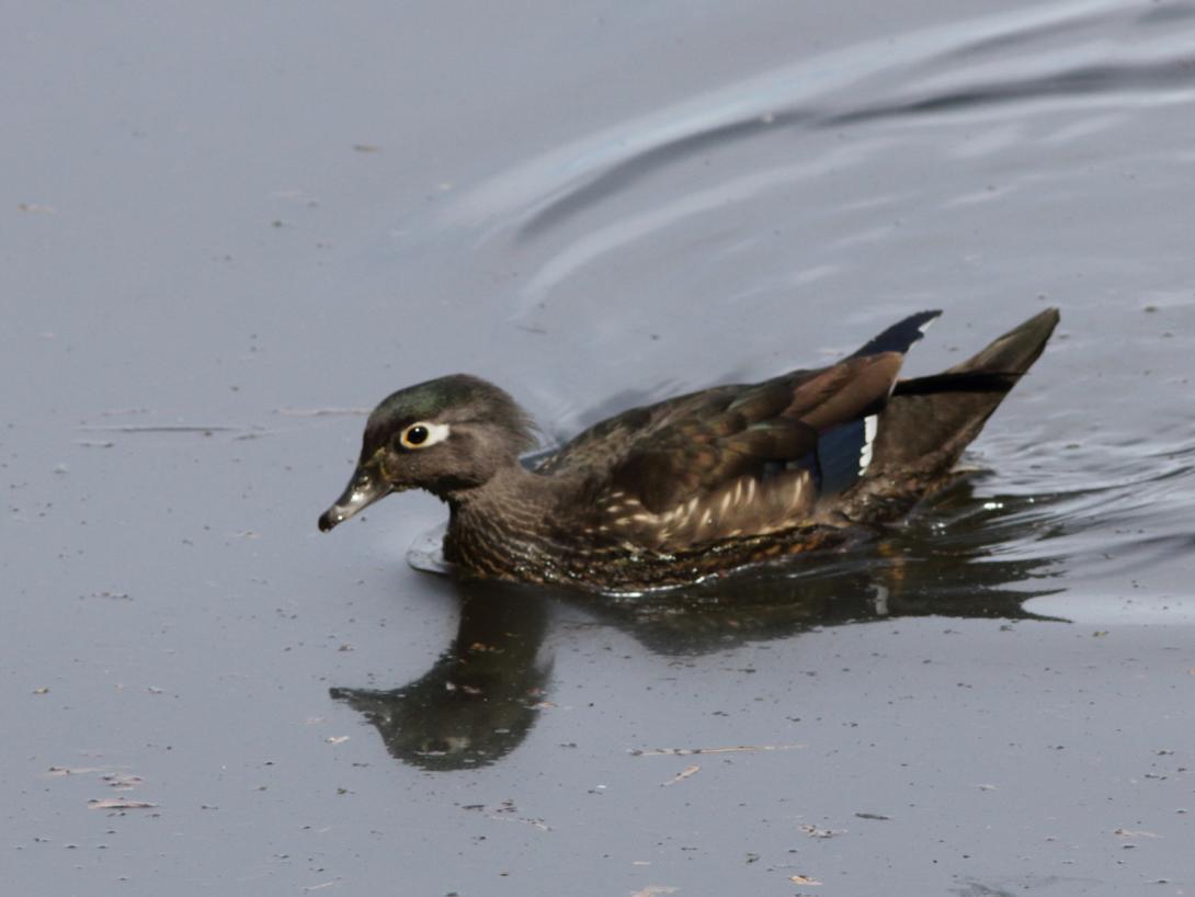 Female Wood Duck