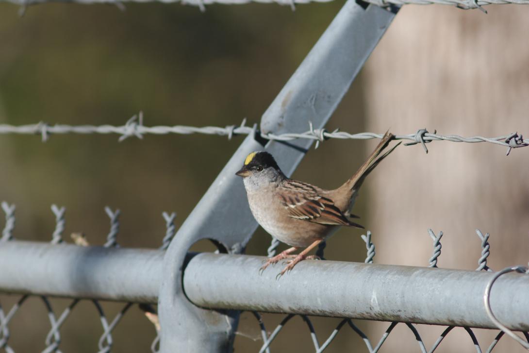 Golden-crowned Sparrow