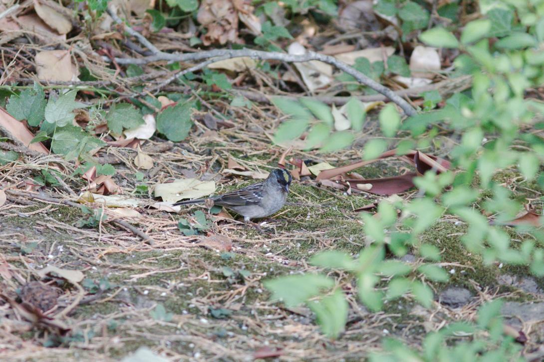 Golden-crowned Sparrow