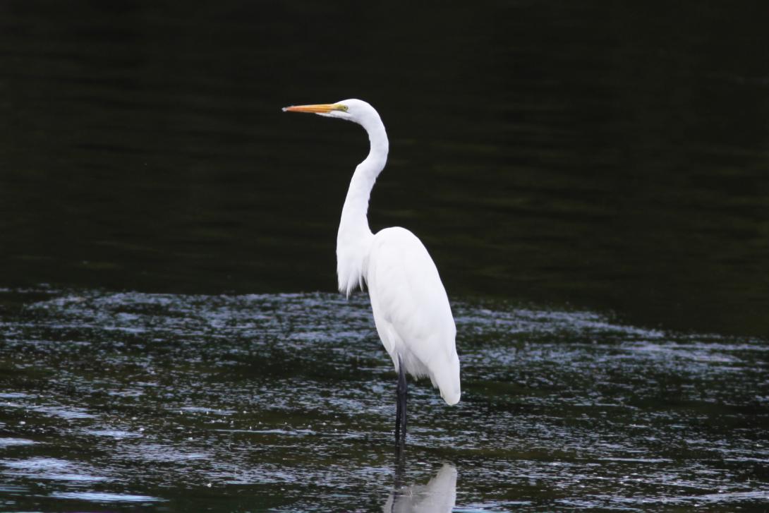 Great Egret