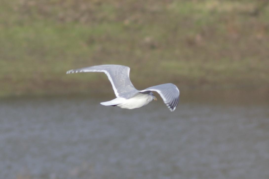 Glaucous-winged Gull