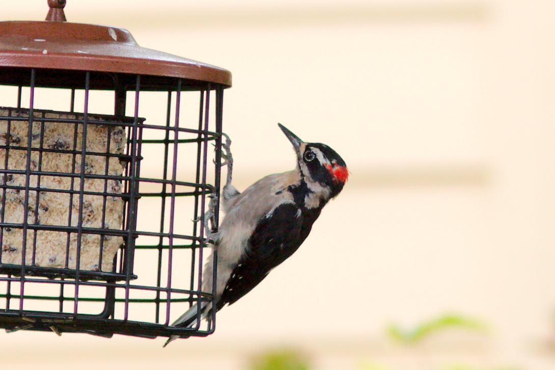 Hairy Woodpecker